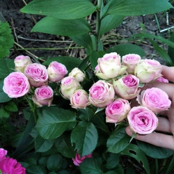 Роза Мими Эден спрей, саженец с ЗКС.