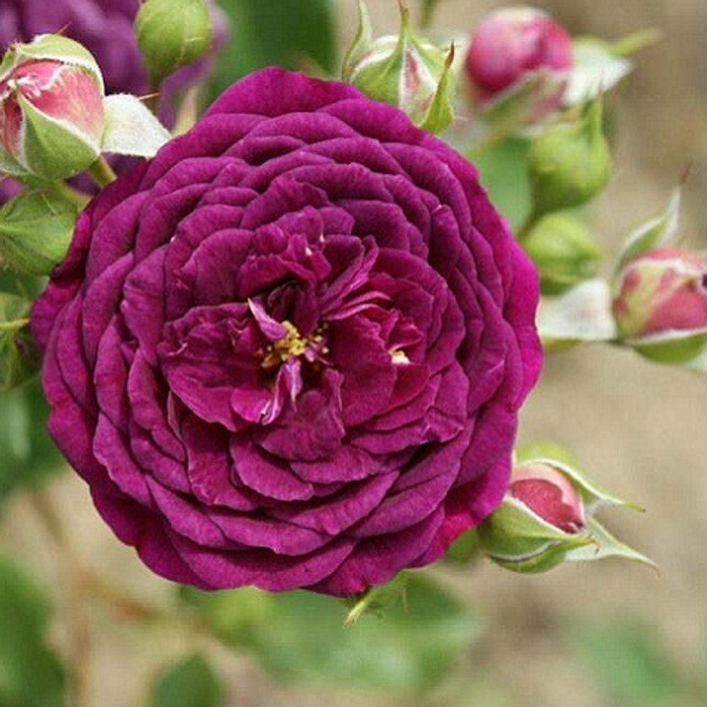 Роза Флорибунда Purple Eden