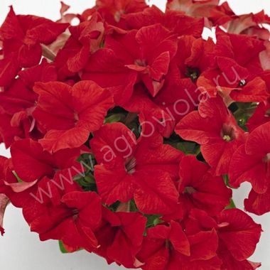 S60126 Петуния кустовая Grandiflora Succes!360* Red 10шт.