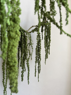 Амарант стабилизированный натуральный зеленый