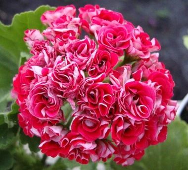 3006 Пеларгония Rosebud Dark Pink