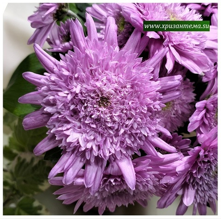Хризантема мультифлора  Suzanna violet  ☘ м.3 (отгрузка Май)