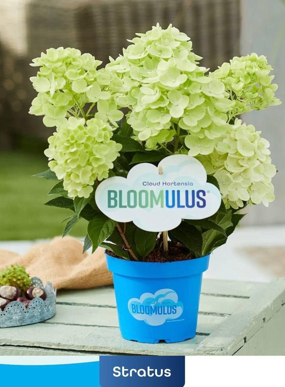 «Стратус» (Bloomulus Stratus)  гортензия метельчатая Р9