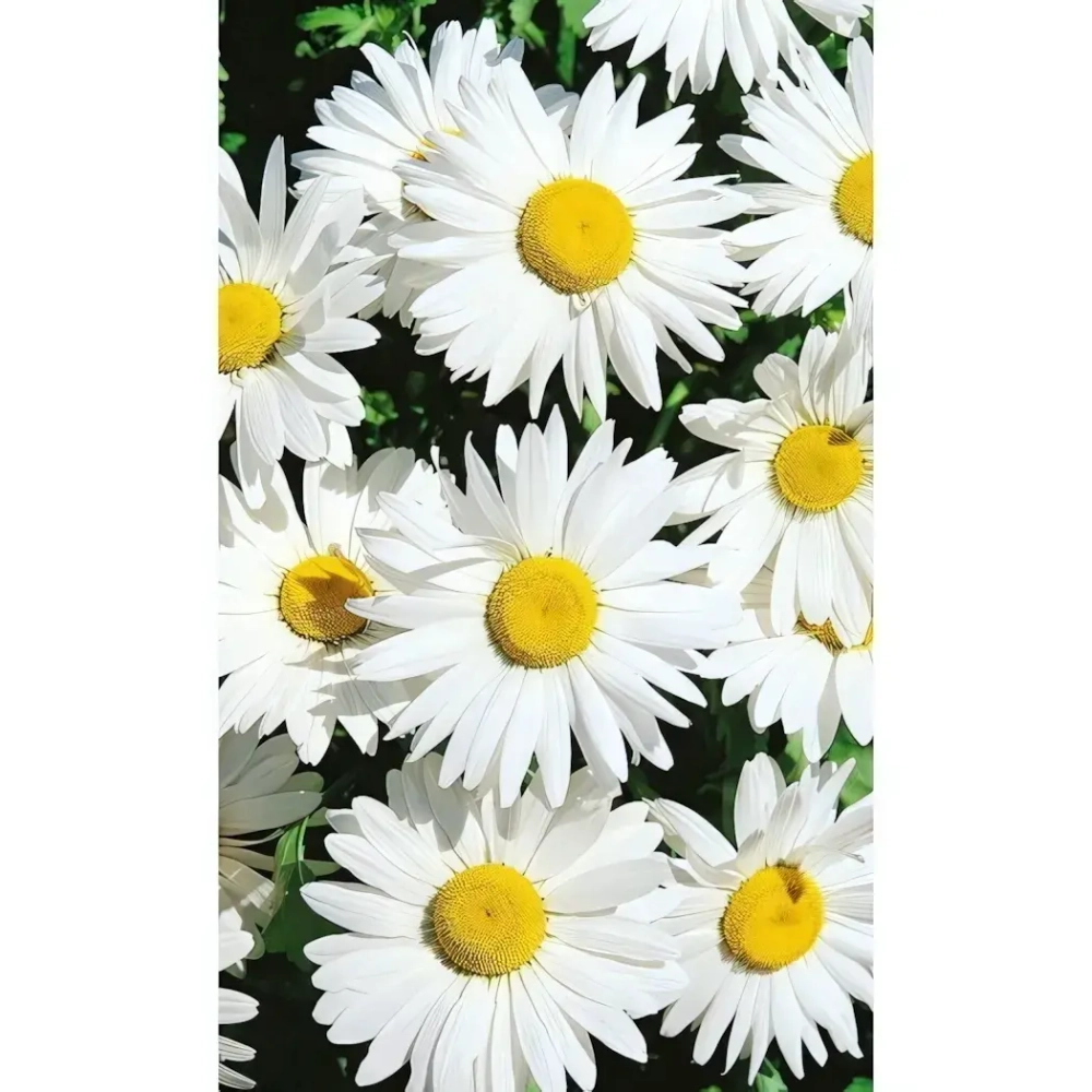 Семена Нивяник наибольший Белый танец 0,1гр (УД) Е/П