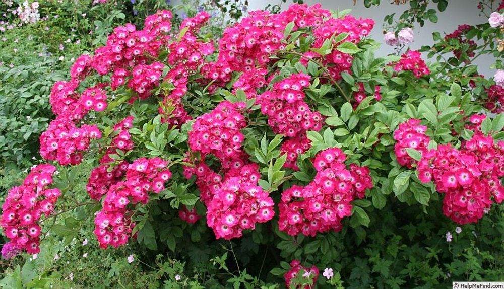 Ред Балерина (Red Ballerina)