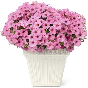 Петуния ампельная Vista Bubblegum (П27)