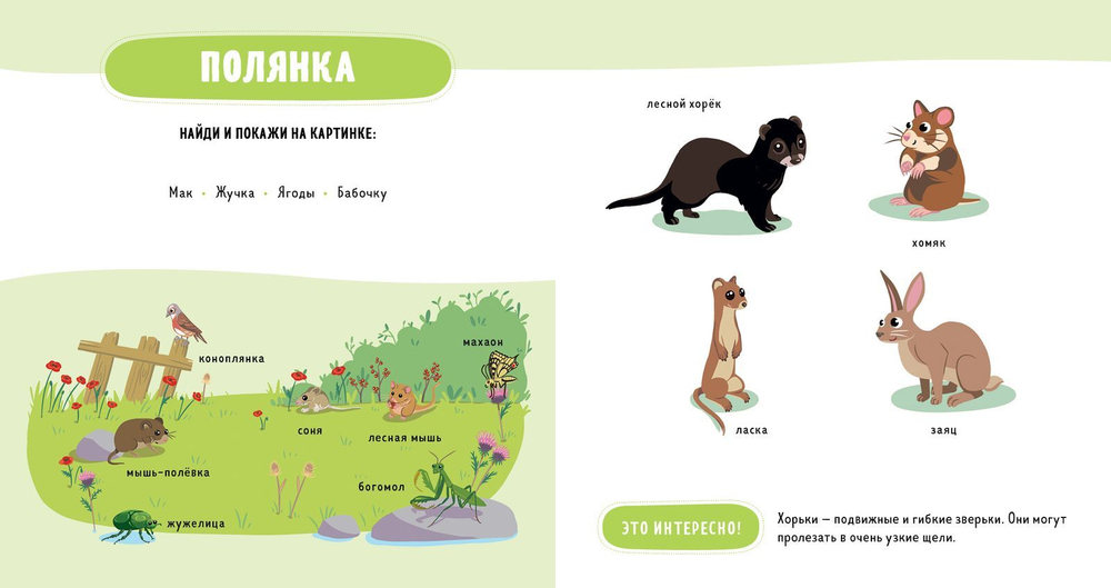 Главная книга малыша. Прогулка по лесу