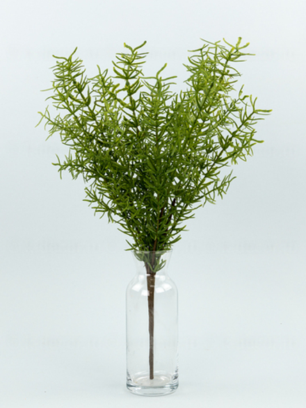 Куст Аспарагус Самсон