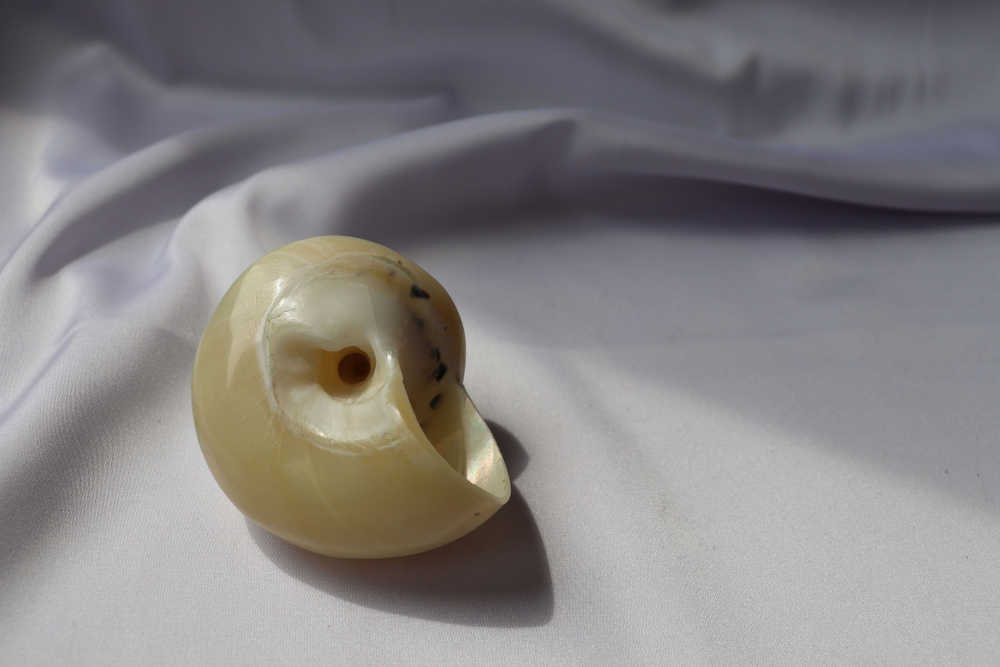 Циттариум пика (Cittarium pica) перламутровый