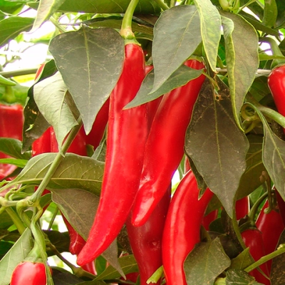 Сайдах F1 семена перца острого (Syngenta / Сингента)