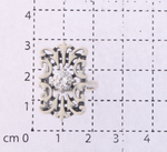 Лиме (Кольцо)