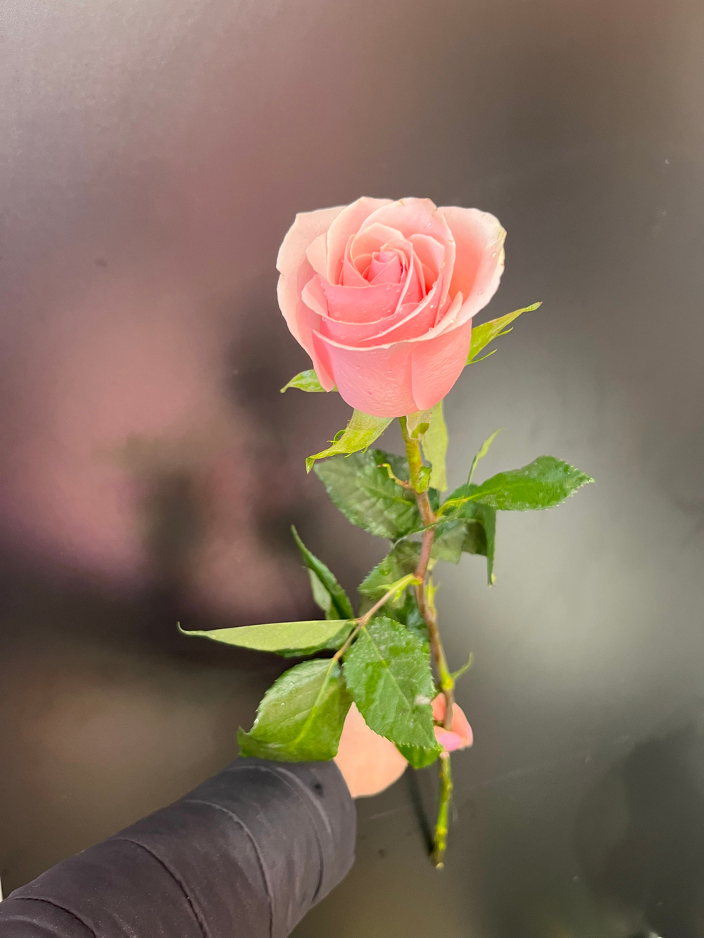 Роза (фрутета 60 см)