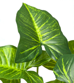 Сингониум куст 50 см.