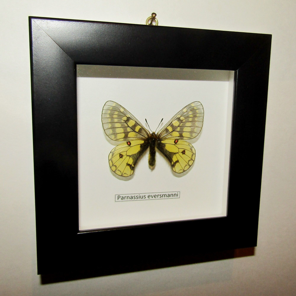 Бабочка Parnassius eversmanni в рамке