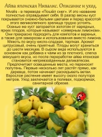 Айва Нивалис японская белая Хиномелес