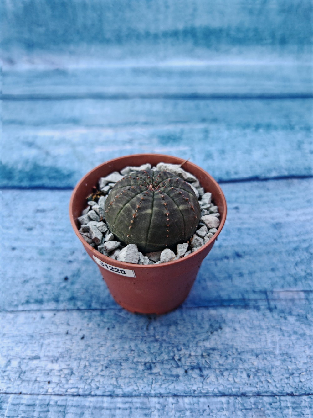 Суккулент Euphorbia Obesa (Эуфорбия)