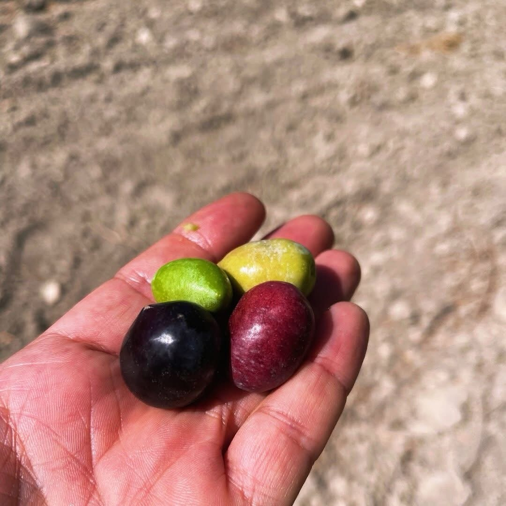 Оливковое масло ДЛЯ ДЕТЕЙ нерафинированное Hispania Little Almazara 0,5л, Испания