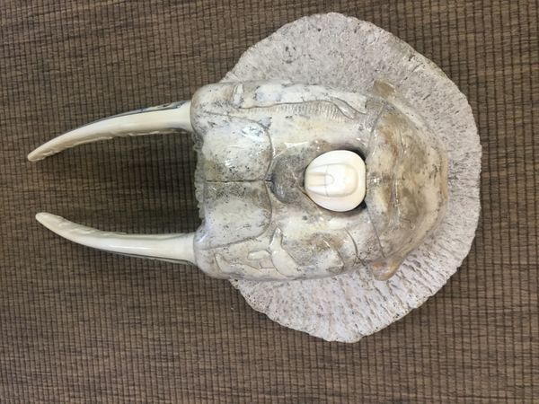 Поступление косторезных изделий из клыка моржа в Галерею сувениров &quot;Легенды Сибири&quot;