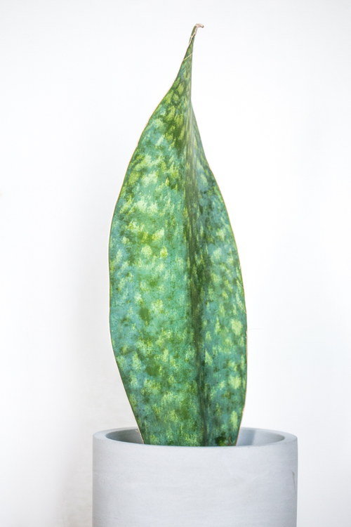 Сансевиерия Виктория