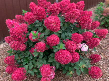 Гортензия метельчатая «Самарская Лидия» (Samarskya Lydia)