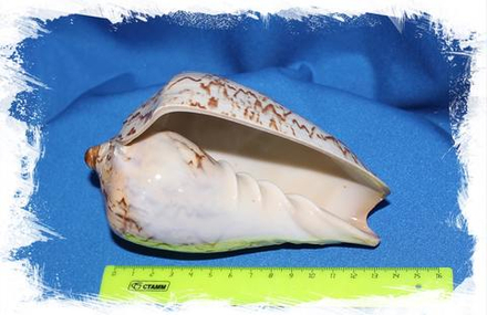 Цимбиола Нобилис, 15-18см, 1шт