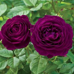 Твайлайт Зоун (Twilight Zone)