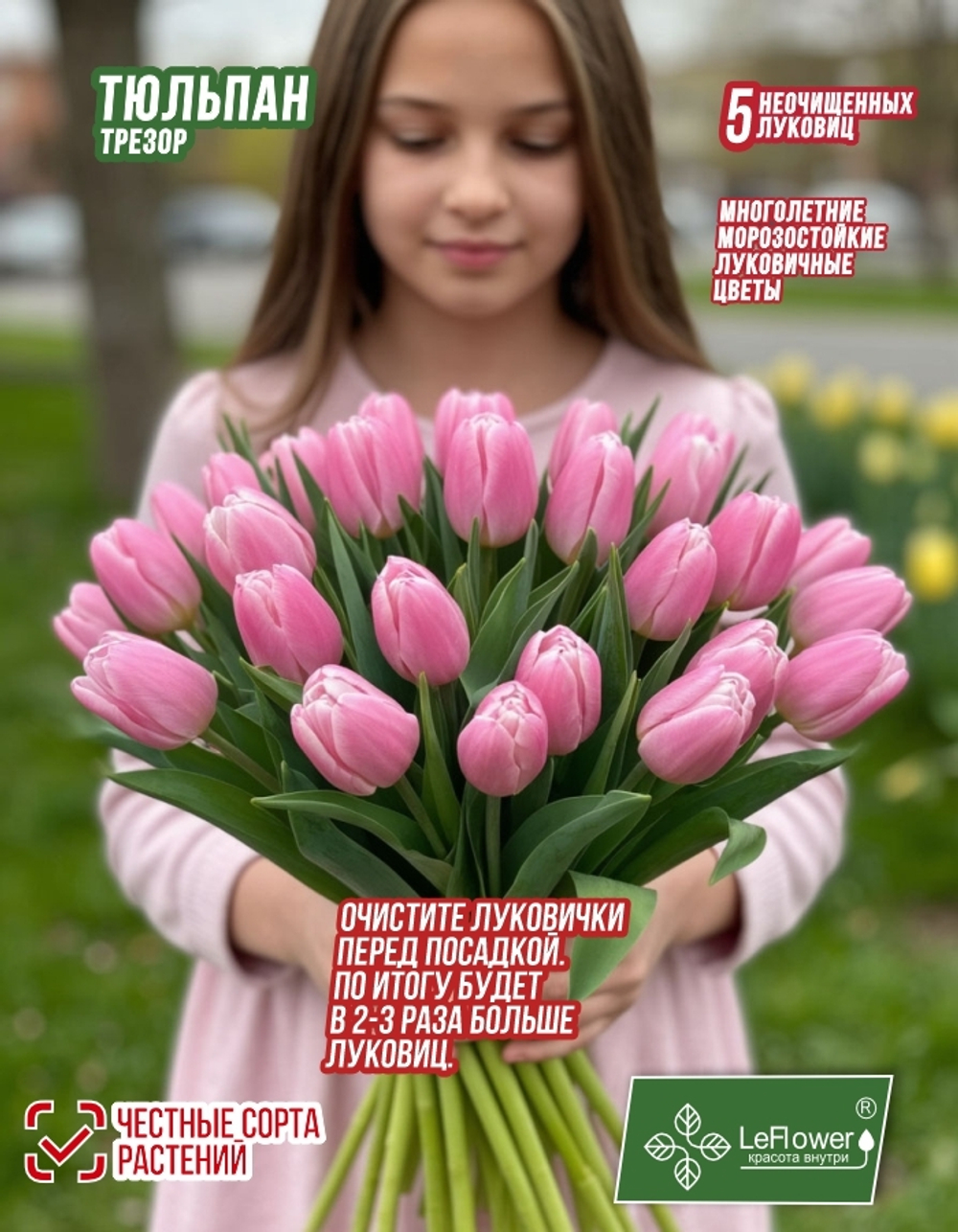 Тюльпан, Трезор 5+ луковиц