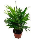 Пальма Хамедорея Элеганс