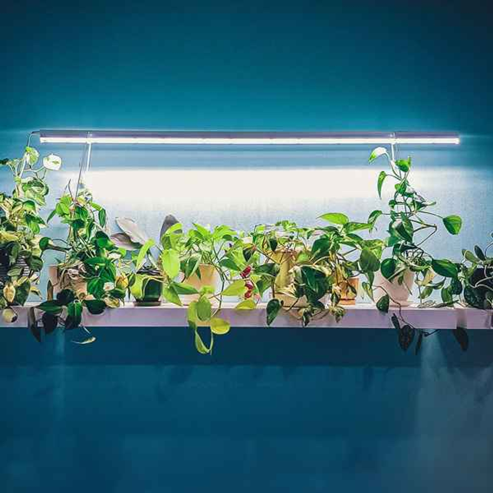 Фитолампа для растений линейная VA-2 60 см 10Вт