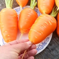 Гэрандская Древняя Крупная Полудлинная РАННЯЯ Морковь - Early Guerande Carrot