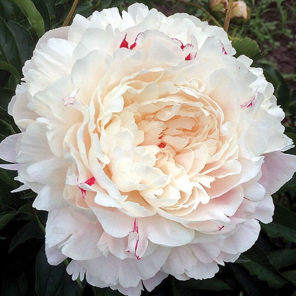 Пион Ник Шейлор