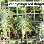 Тилландсия vanhyningii Red Dragon M (T56)