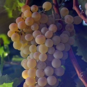 Кангун (Kangun) - белый сорт винограда