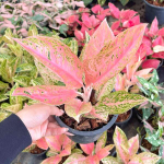 Аглаонема PINK INDO