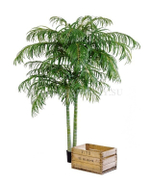 Пальма Арека двухствольная