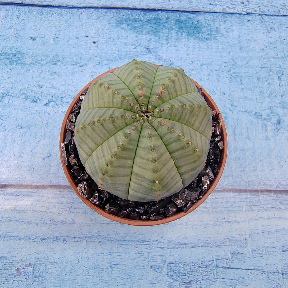 Euphoria Obesa (Эуфорбия)