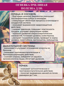 Batel. Огневка пчелиная с растительным комплексом