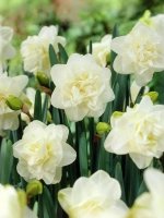 Нарцисс Махровый Обдам