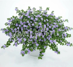 Б4 Бакопа double lavender