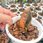 Замиокулькас BLACK VAR 1 leaf