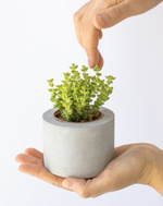 Крассула Том Тумб