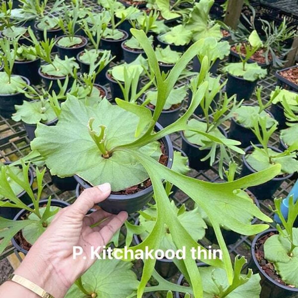 Платицериум P.KITCHAKOOD THIN