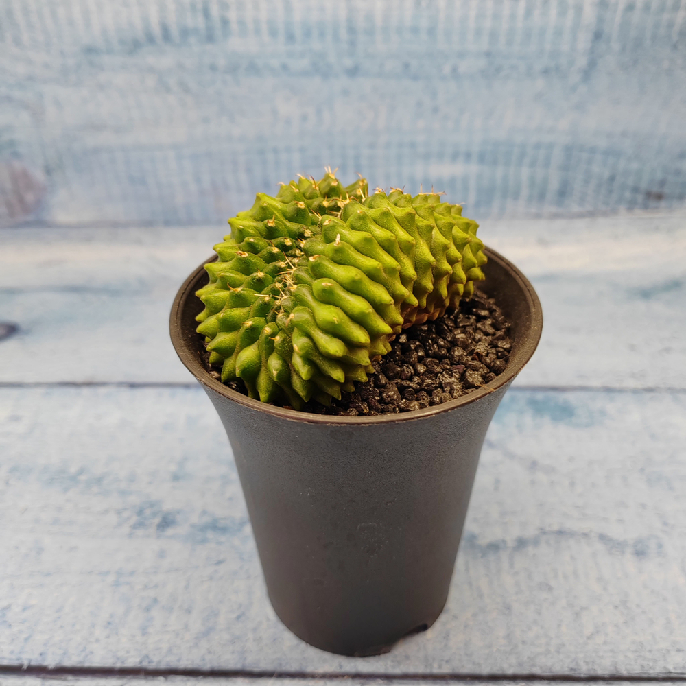 Gymnocalycium Spineless Crested form (Гимнокалициум Кристатный)