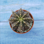 Gymnocalycium Friedrichii (Гимнокалициум)