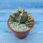 Astrophytum Myriostigma "Hakujo Fukuryu"  (Астрофитум)