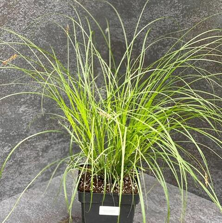 Осока гладконосая. Carex leiorhyncha.