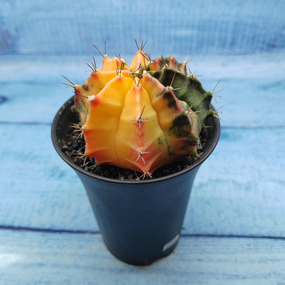 Gymnocalycium Variegata (Гимнокалициум Вариегатный)