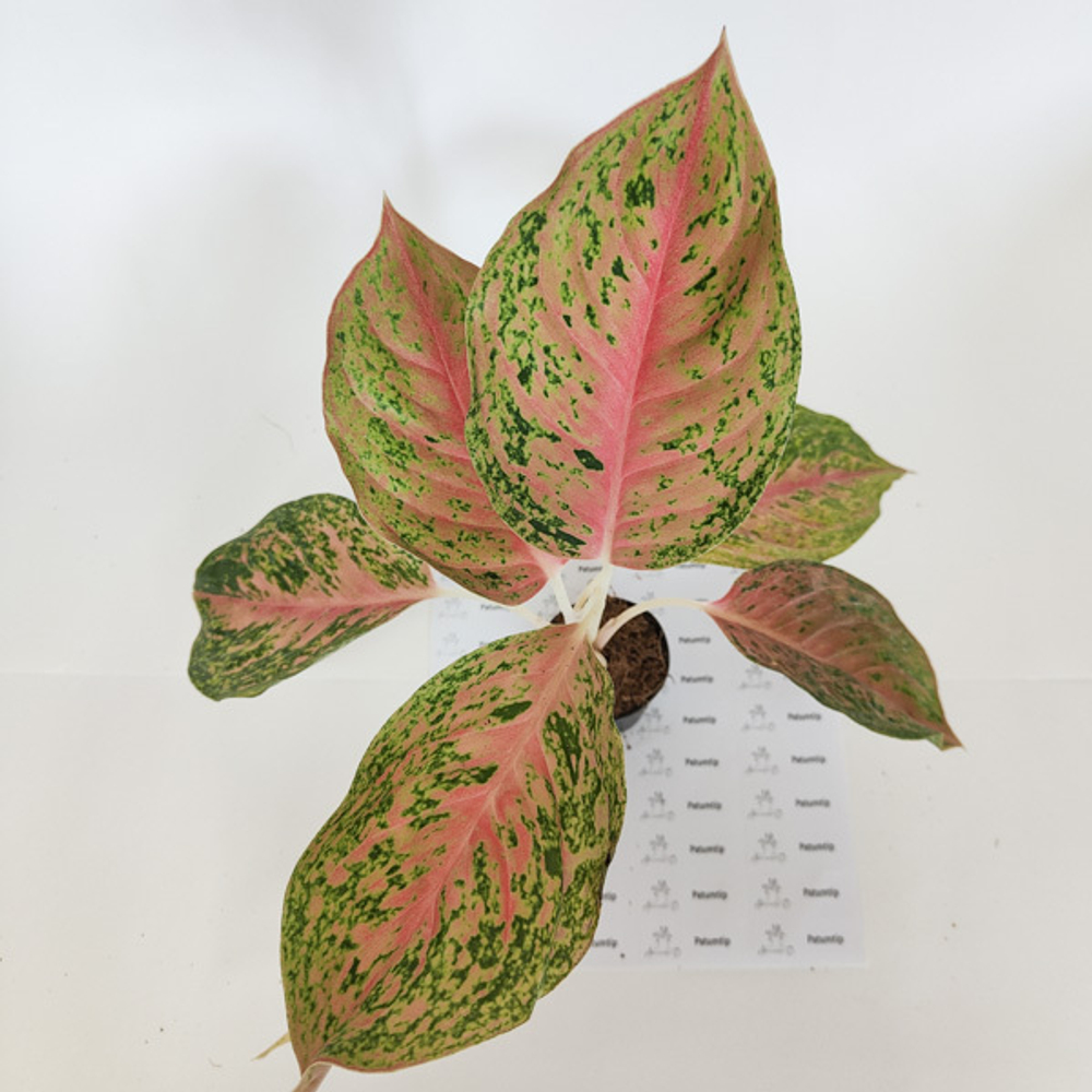 Аглаонема PATHUM THIP