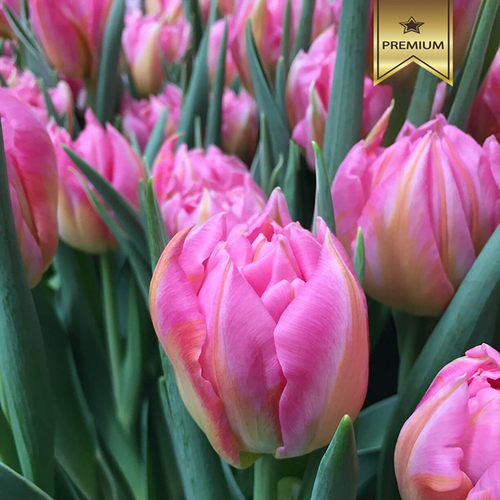 Купить Тюльпаны пионовидные розовые от 9шт