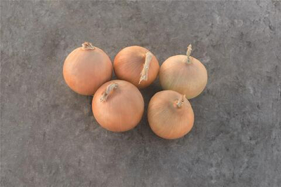 Радар семена лука репчатого (Bejo / Бейо)